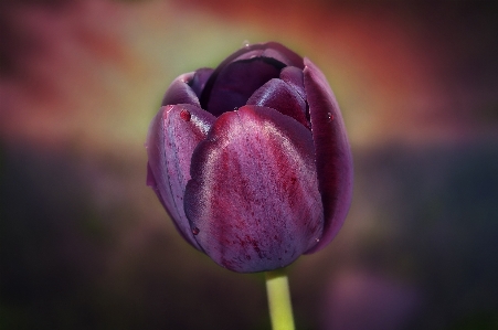 Blossom plant photography flower Photo