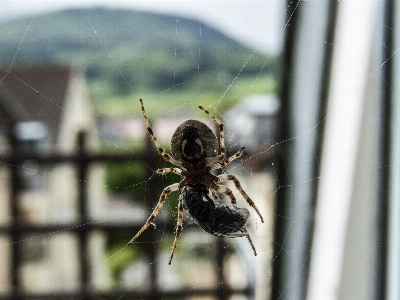 Foto Natura animale insetto macro