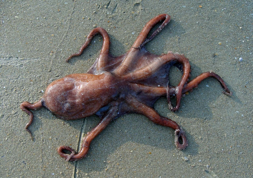 Plage mer sable animal