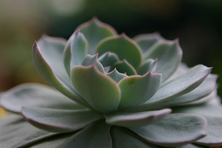 Plant leaf flower petal Photo