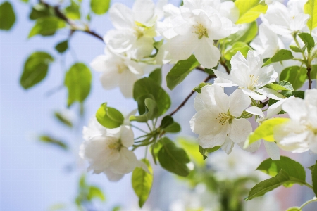 Branch blossom plant sunlight Photo