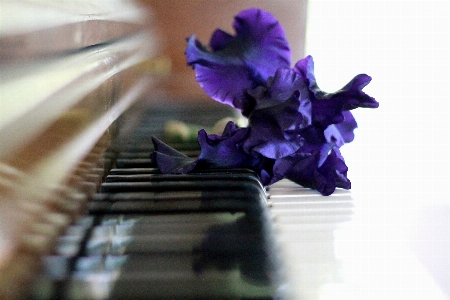 Foto Musica pianta fiore viola