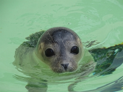 Foto Animale biologia mammifero foca