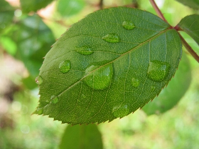 木 ブランチ 植物 葉 写真