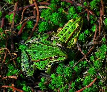 Nature forest lake wildlife Photo