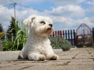 白 子犬 犬 動物 写真