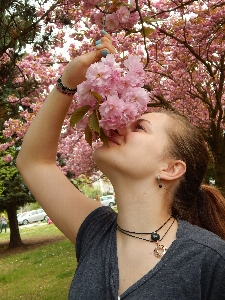 Tree branch blossom plant Photo