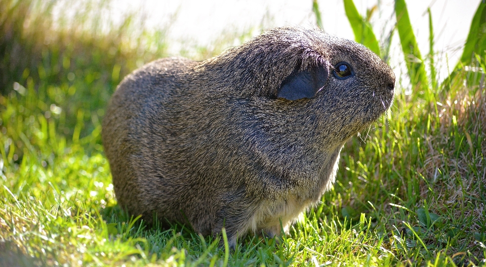 自然 草 草原
 野生動物