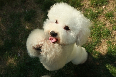 Foto Cachorro bonitinho dança mamífero