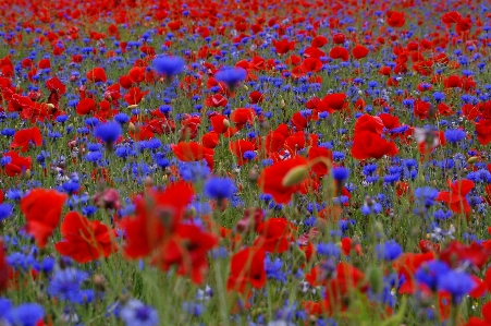 Plant field meadow prairie Photo