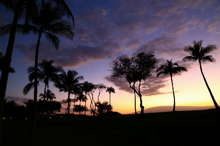 Tree horizon cloud plant Photo