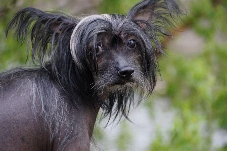 Foto Cane animale domestico mammifero