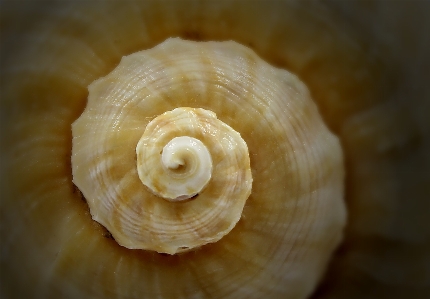 Meer spiral- essen wirbellos Foto