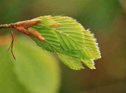 Tree nature branch bird Photo