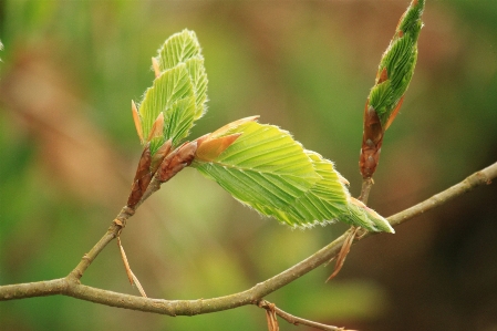 Tree nature branch structure Photo