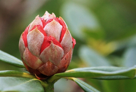 Nature blossom plant leaf Photo