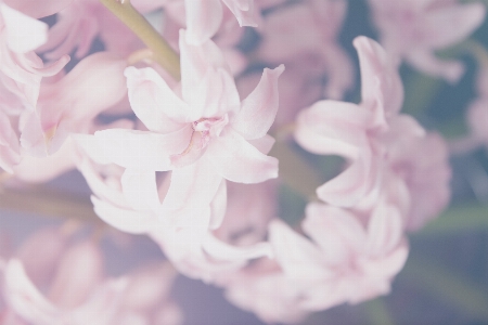 Nature branch blossom growth Photo