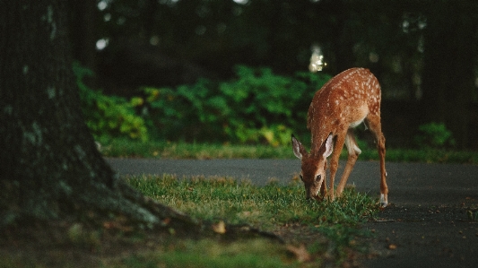 Photo Nature forêt animal mignon