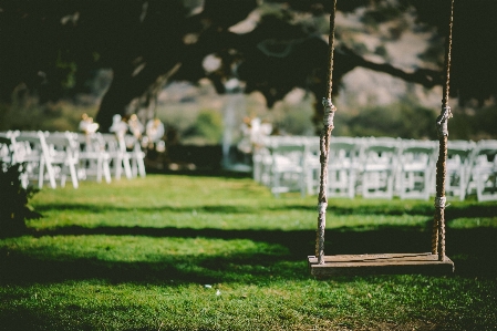 Tree grass outdoor board Photo