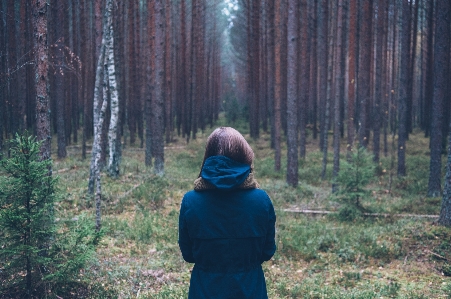 Tree nature forest outdoor Photo