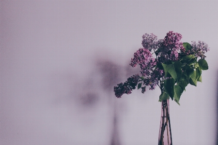 Branch blossom plant bunch Photo