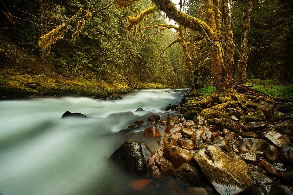 Paisaje árbol agua naturaleza