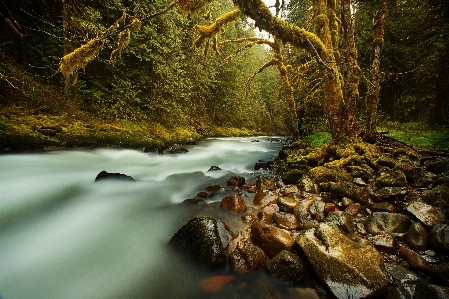 Landscape tree water nature Photo