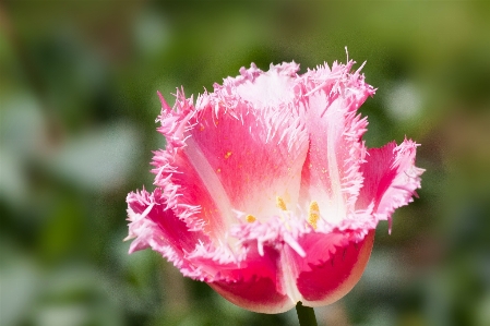 Nature blossom plant white Photo