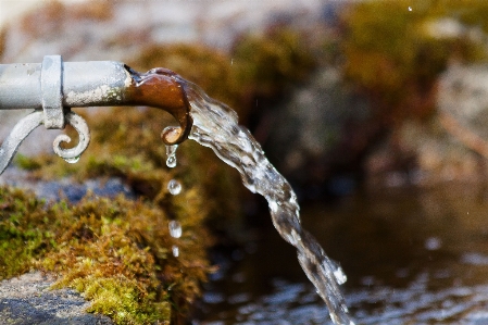 Tree water nature branch Photo