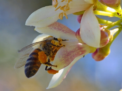 Nature blossom plant photography Photo