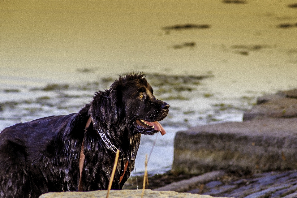 Natureza cachorro canino
 rio