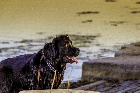 Foto Natura cane canino
 fiume