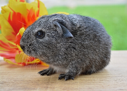 Foto Animale domestico ritratto mammifero roditore