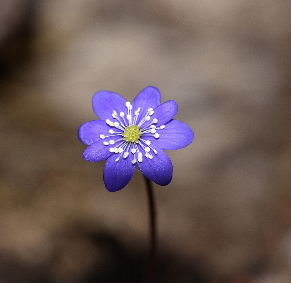 自然 花 植物 写真撮影