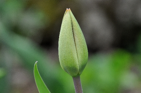 自然 花 植物 写真撮影 写真