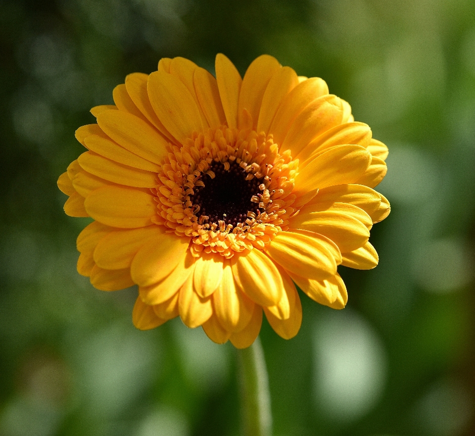 Natureza florescer plantar campo