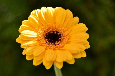 Blossom plant field flower Photo