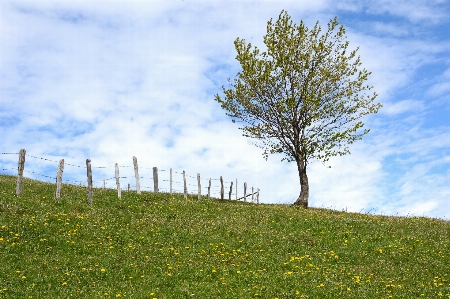 Landscape tree nature grass Photo