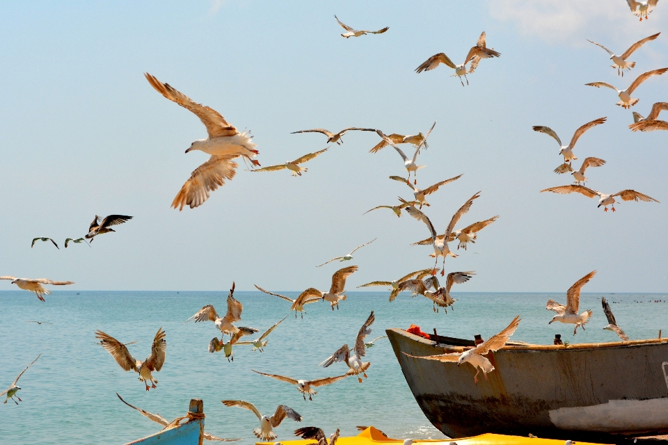 Sea water bird boat