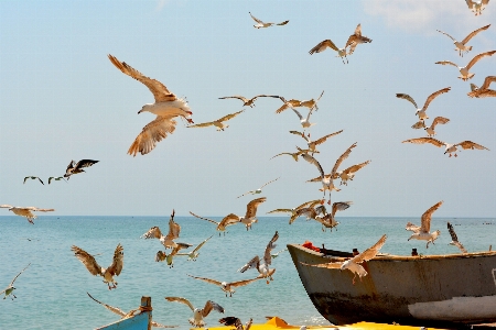 Meer wasser vogel boot Foto