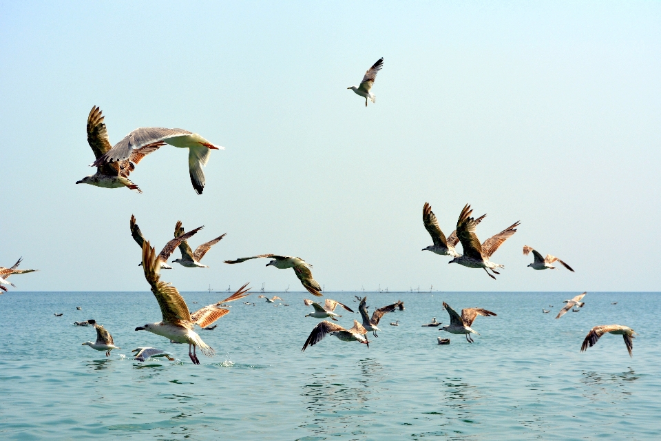 Sea water bird boat