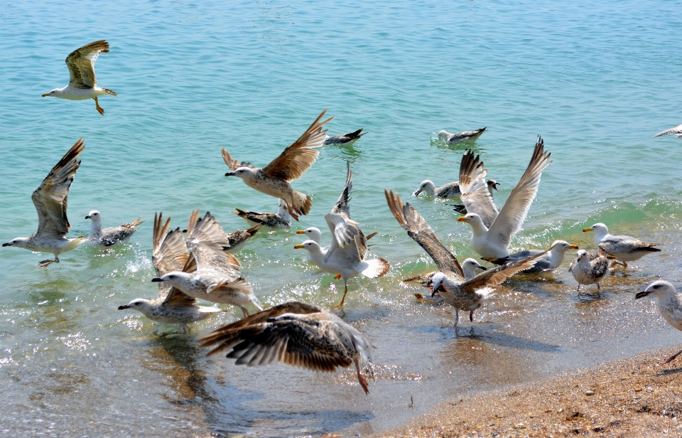 Mer eau oiseau pélican