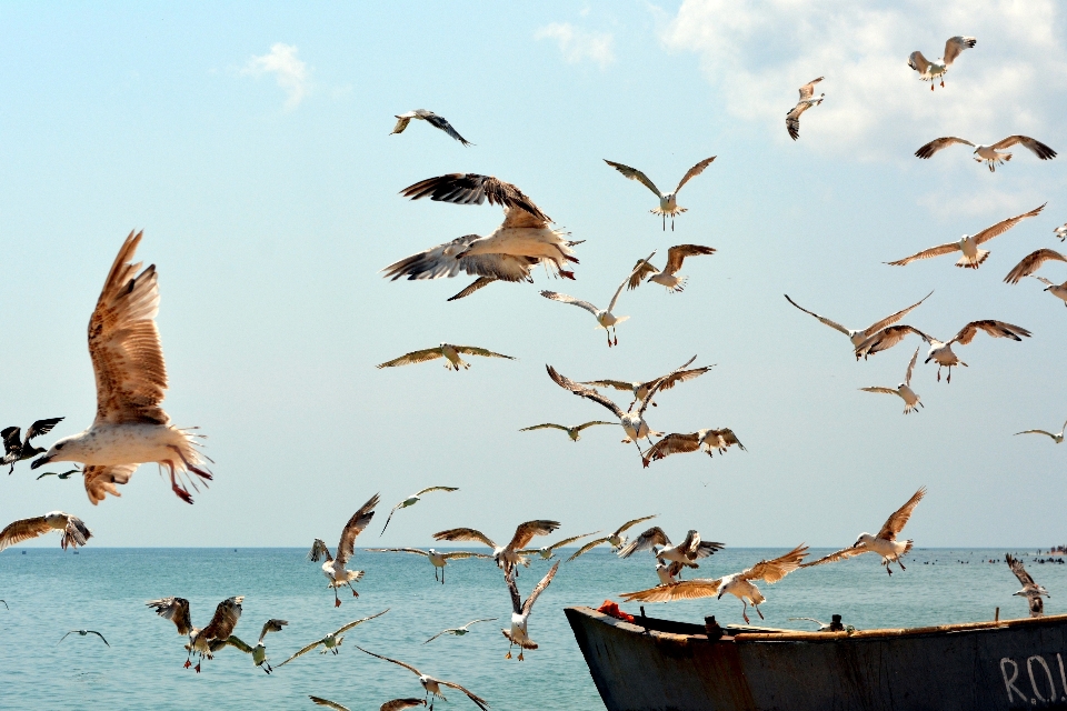 Sea water bird boat