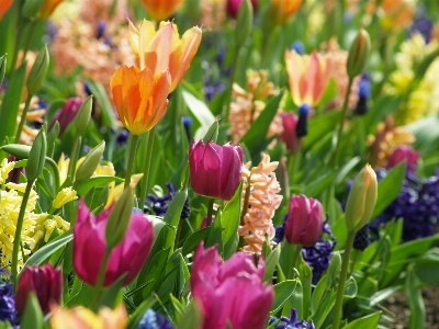 Nature blossom plant sun Photo