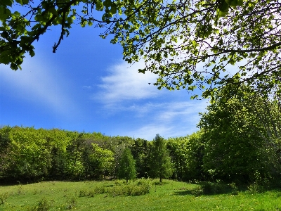 Landscape tree nature forest Photo