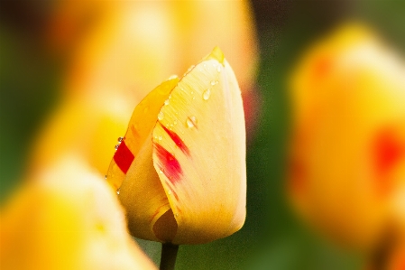 Nature blossom plant photography Photo