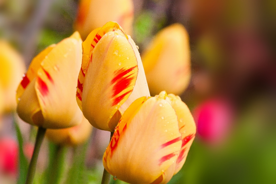 Nature blossom plant photography