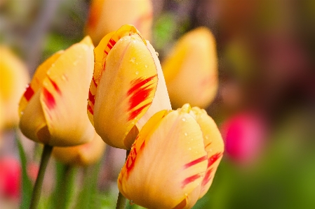 Nature blossom plant photography Photo