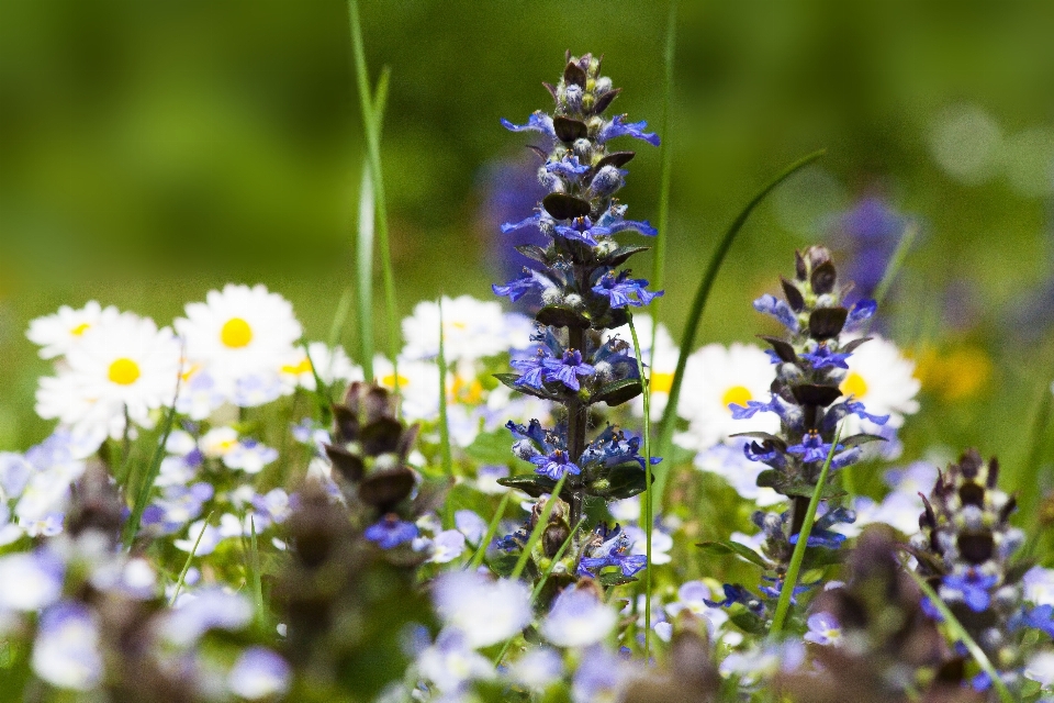 Natur gras blüte anlage