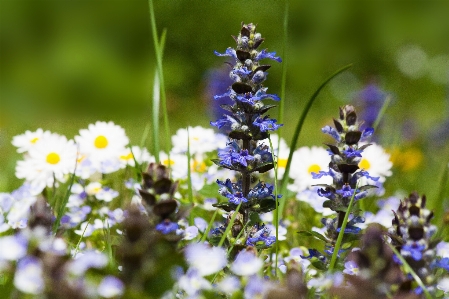 Nature grass blossom plant Photo